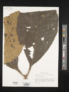 Tectona grandis image