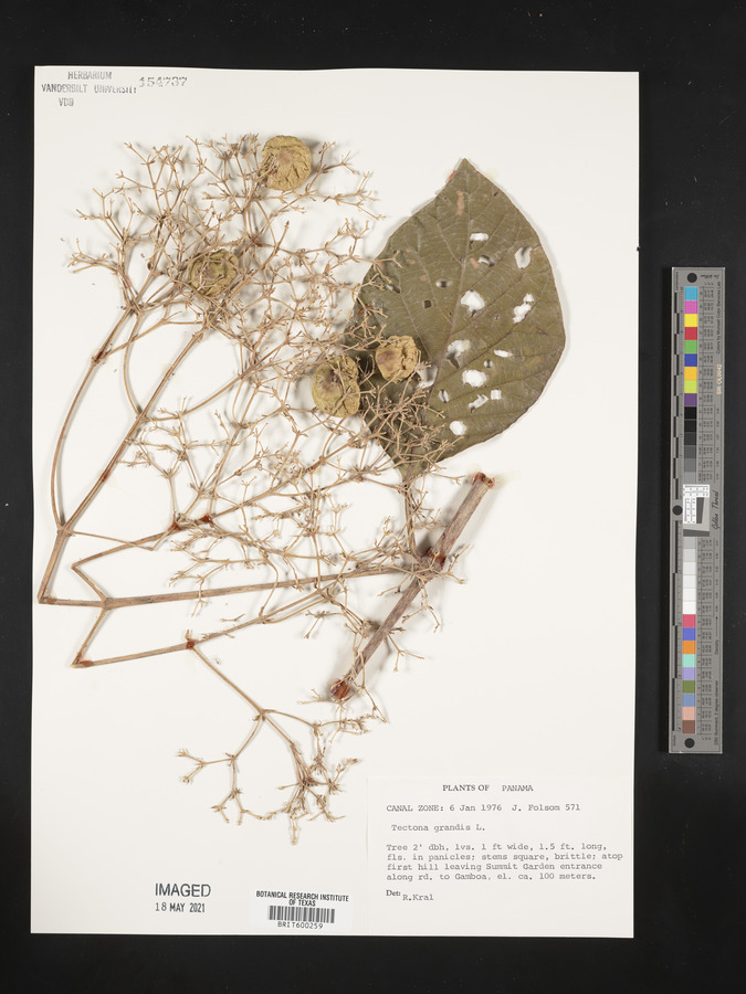 Tectona image