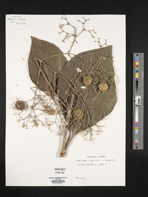 Tectona grandis image