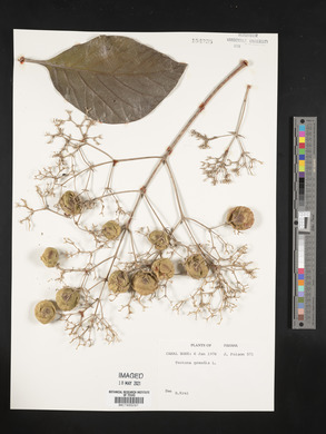 Tectona grandis image