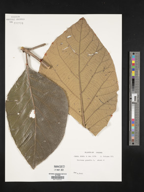 Tectona grandis image