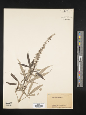 Vitex agnus-castus image