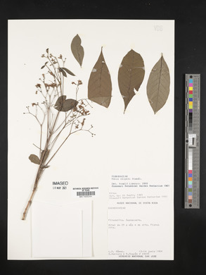 Vitex cooperi image