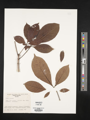 Vitex cooperi image