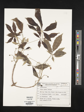 Vitex cymosa image