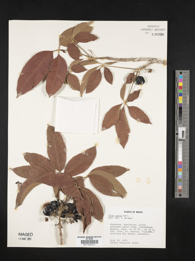 Vitex cymosa image