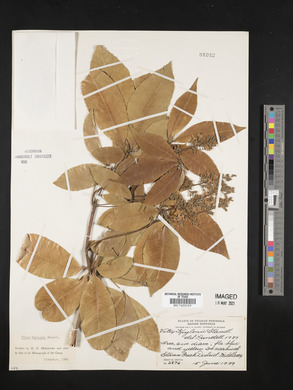 Vitex kuylenii image