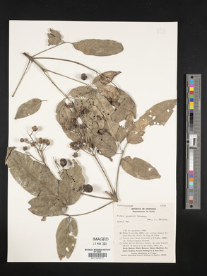 Vitex gaumeri image