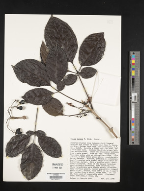 Vitex lucens image