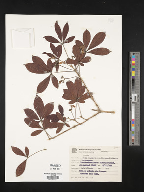 Vitex megapotamica image