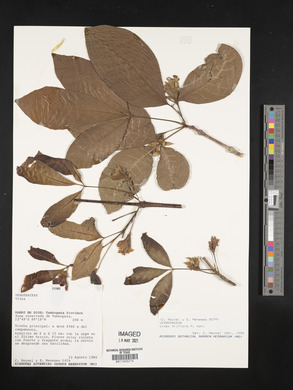 Vitex triflora image