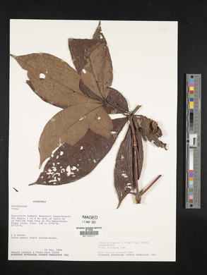 Vitex triflora image