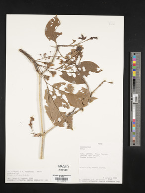 Vitex triflora image