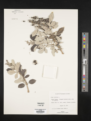 Vitex trifolia image