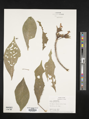 Vitex triflora image