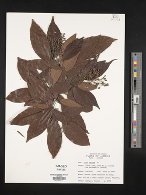 Vitex doniana image