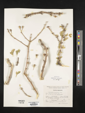 Guaiacum coulteri image