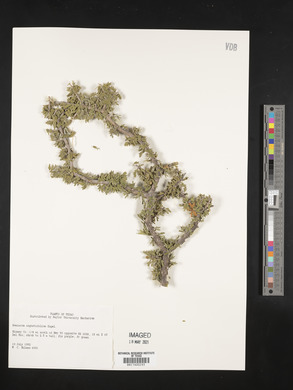 Guaiacum angustifolium image