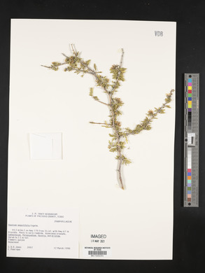 Guaiacum angustifolium image