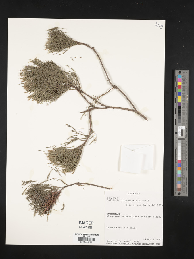 Callitris columellaris image