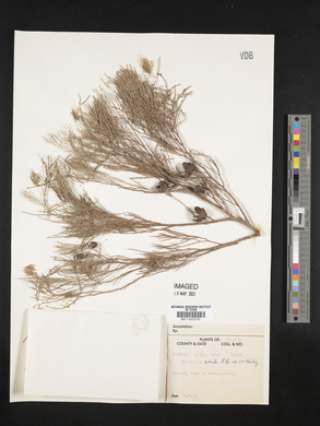 Media resource of Callitris robusta