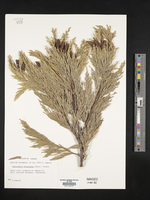 Calocedrus decurrens image