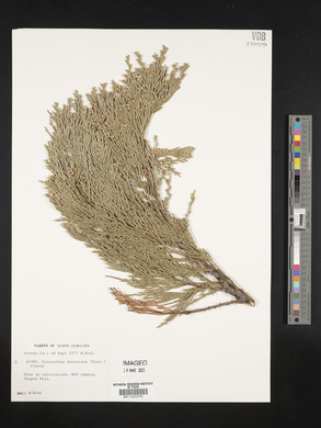 Calocedrus decurrens image