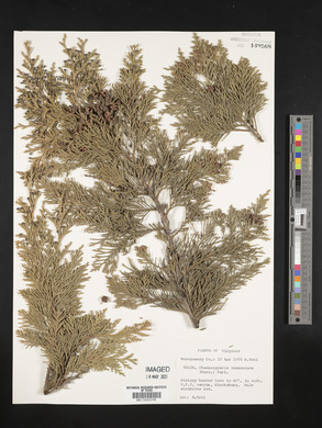 Chamaecyparis lawsoniana image