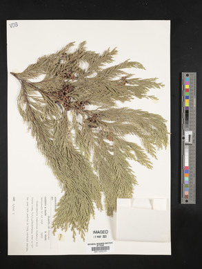 Chamaecyparis lawsoniana image
