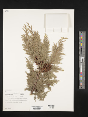 Chamaecyparis pisifera image