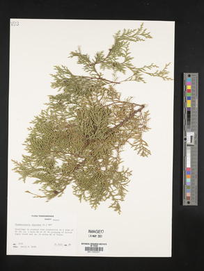 Chamaecyparis thyoides image