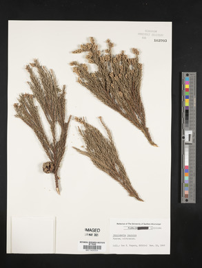 Cryptomeria japonica image