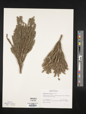 Cryptomeria japonica image