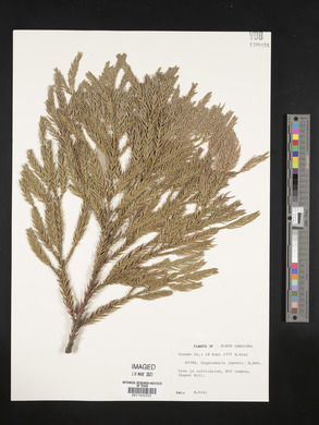 Cryptomeria japonica image