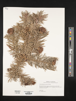 Cunninghamia konishii image