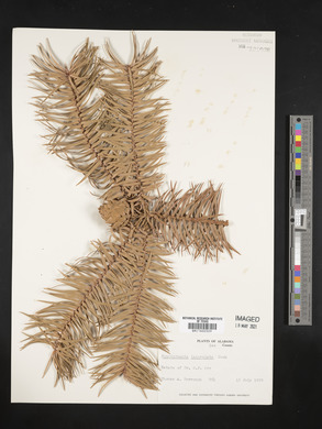 Cunninghamia lanceolata image