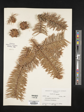 Cunninghamia lanceolata image