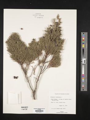 Juniperus bermudiana image