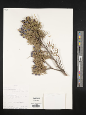 Juniperus californica image
