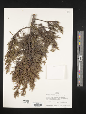 Juniperus deppeana image