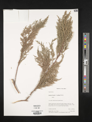Juniperus poblana image