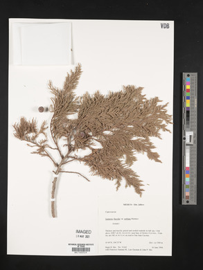 Juniperus poblana image