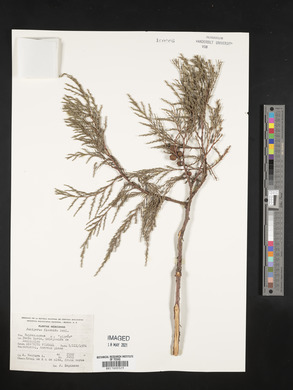 Juniperus flaccida image