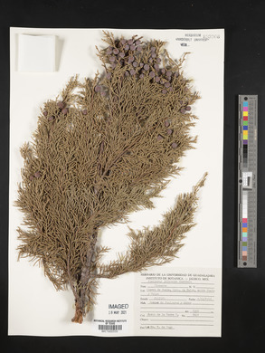 Juniperus jaliscana image