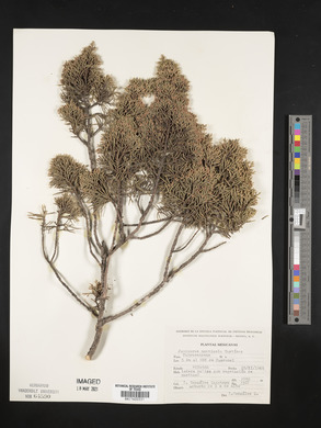 Juniperus monticola image