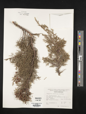 Juniperus monticola image
