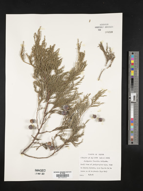 Juniperus flaccida image