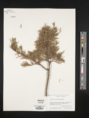 Juniperus comitana image