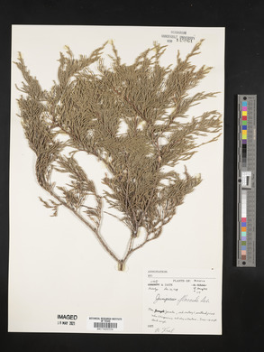 Juniperus flaccida image
