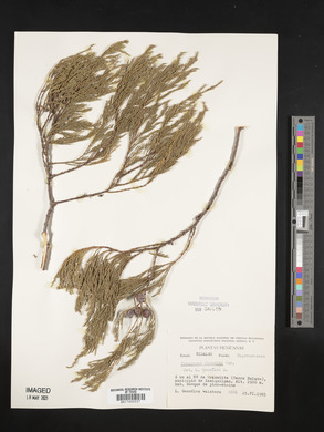 Juniperus flaccida image